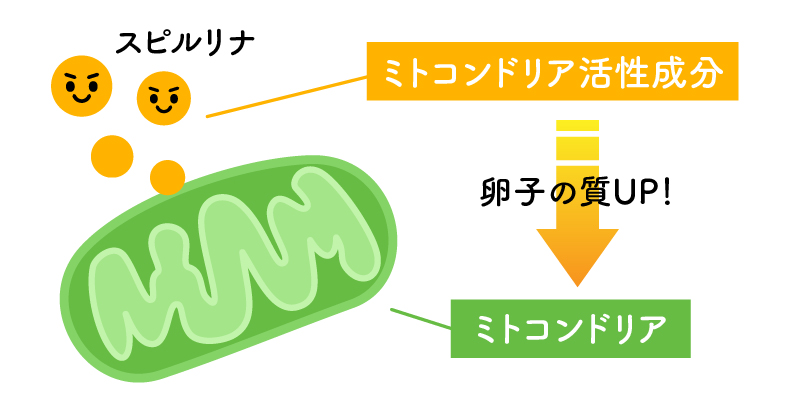 ミトコンドリア活性成分 卵子の質UP！ミトコンドリア スピルリナ