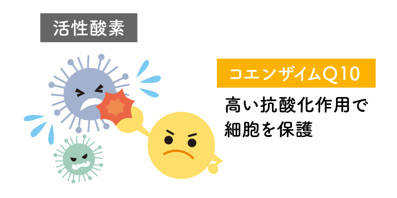 活性酸素 コエンザイムQ10 高い抗酸化作用で細胞を保護