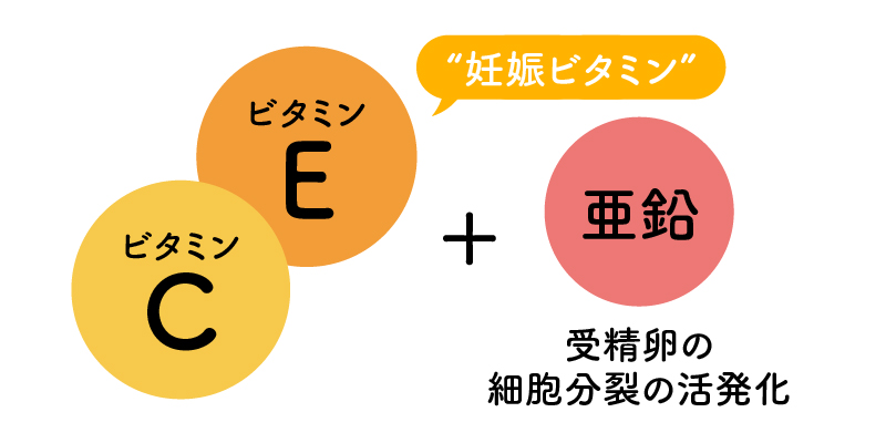 妊娠ビタミン ビタミンE ビタミンC 亜鉛 受精卵の細胞分裂の活性化