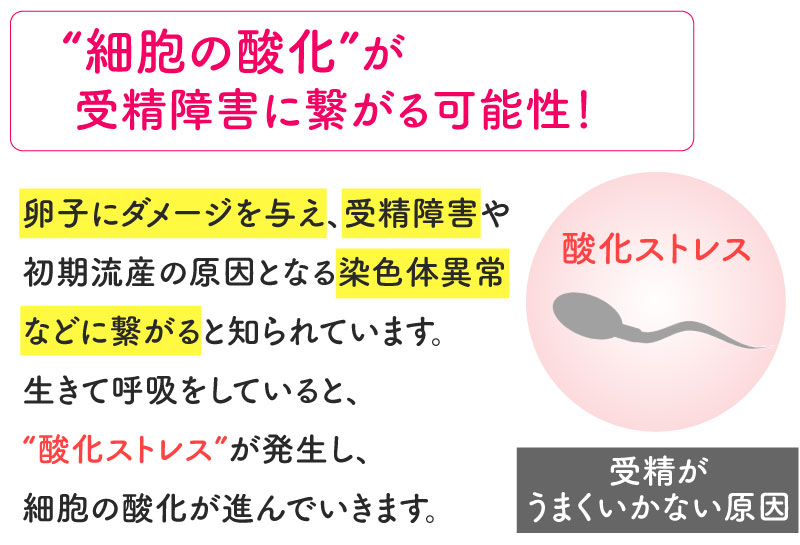 細胞の酸化が受精障害に繋がる可能性！卵子にダメージを与え、受精障害や初期流産の原因となる染色体異常などに繋がると知られています。生きて呼吸をしていると、酸化ストレスが発生し、細胞の酸化が進んで行きます。酸化ストレス 受精がうまくいかない原因